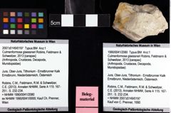 Foto (Objket + Etiketten) von Culmenformosa glaessneri (Robins, Feldmann & Schweitzer, 2013) 
